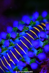 Fireworm lit by UV. by Arun Madisetti 